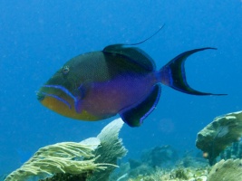 Queen Triggerfish IMG 3324